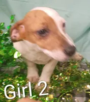 Girl 2, a female Jack Russell Terrier for sale in Montgomery, MI – Photo 6 of 10