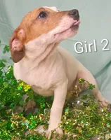 Girl 2, a female Jack Russell Terrier for sale in Montgomery, MI – Photo 3 of 10