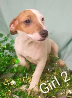 Girl 2, a female Jack Russell Terrier for sale in Montgomery, MI – Photo 7 of 10