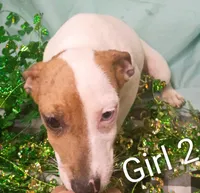 Girl 2, a female Jack Russell Terrier for sale in Montgomery, MI – Photo 9 of 10