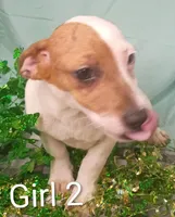 Girl 2, a female Jack Russell Terrier for sale in Montgomery, MI – Photo 5 of 10