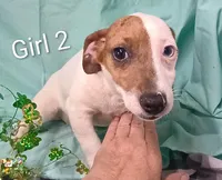 Girl 2, a female Jack Russell Terrier for sale in Montgomery, MI – Photo 4 of 10