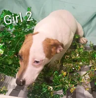Girl 2, a female Jack Russell Terrier for sale in Montgomery, MI – Photo 10 of 10