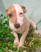 Girl 2, a female Jack Russell Terrier for sale in Montgomery, MI – Photo 8 of 10