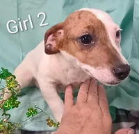 Girl 2, a female Jack Russell Terrier for sale in Montgomery, MI – Photo 2 of 10