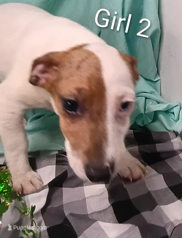 Girl 2 – Jack Russell Terrier puppy for sale in Montgomery, MI