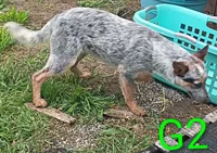 G2, a female Australian Cattle Dog for sale in Montgomery, MI – 2 of 10