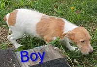 boy , a male Jack Russell Terrier for sale in Montgomery, MI – 10 of 10