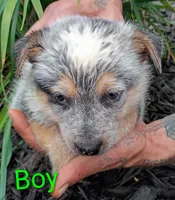 Boy, a female Australian Cattle Dog for sale in Montgomery, MI – 6 of 10