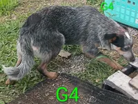 G4, a female Australian Cattle Dog for sale in Montgomery, MI – 5 of 7
