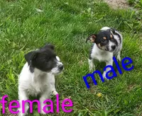 female , a male Jack Russell Terrier for sale in Montgomery, MI – 4 of 8