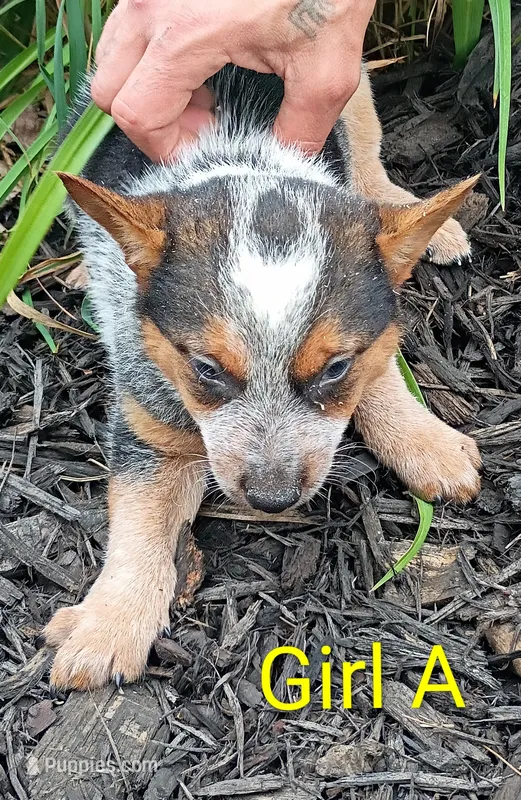 Girl A – Australian Cattle Dog puppy for sale in Montgomery, MI
