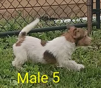 Boy 5 with tail, a male Jack Russell Terrier for sale in Montgomery, MI – 1 of 4