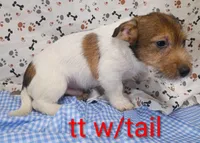 Jack male tt w/tail, a female Jack Russell Terrier for sale in Montgomery, MI – Photo 5 of 10