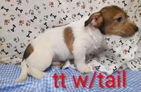 Jack male tt w/tail, a female Jack Russell Terrier for sale in Montgomery, MI – Photo 10 of 10
