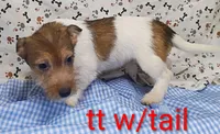 Jack male tt w/tail, a female Jack Russell Terrier for sale in Montgomery, MI – Photo 3 of 10