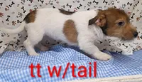 Jack male tt w/tail, a female Jack Russell Terrier for sale in Montgomery, MI – Photo 6 of 10
