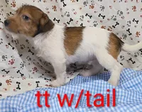 Jack male tt w/tail, a female Jack Russell Terrier for sale in Montgomery, MI – Photo 9 of 10