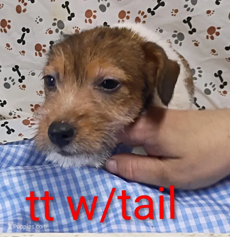 Jack male tt w/tail – Jack Russell Terrier puppy for sale in Montgomery, MI