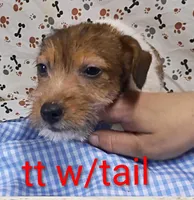 Jack male tt w/tail, a female Jack Russell Terrier for sale in Montgomery, MI – Photo 1 of 10