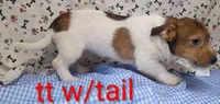 Jack male tt w/tail, a female Jack Russell Terrier for sale in Montgomery, MI – Photo 7 of 10
