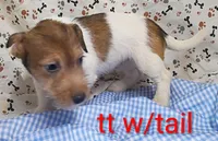 Jack male tt w/tail, a female Jack Russell Terrier for sale in Montgomery, MI – Photo 2 of 10