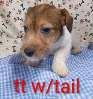 Jack male tt w/tail, a female Jack Russell Terrier for sale in Montgomery, MI – Photo 8 of 10