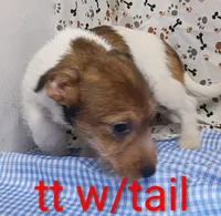 Jack male tt w/tail, a female Jack Russell Terrier for sale in Montgomery, MI – Photo 4 of 10