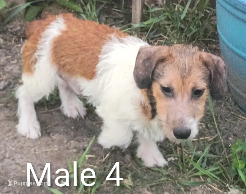 Make 4 – Jack Russell Terrier puppy for sale in Montgomery, MI
