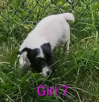 Female, a female Jack Russell Terrier for sale in Montgomery, MI – 7 of 10
