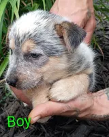 Boy, a female Australian Cattle Dog for sale in Montgomery, MI – 9 of 10