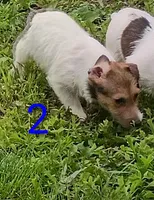 Female 2, a female Jack Russell Terrier for sale in Montgomery, MI – 8 of 10