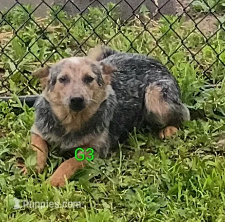 G3 – Australian Cattle Dog puppy for sale in Montgomery, MI