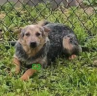 G3, a female Australian Cattle Dog for sale in Montgomery, MI – 1 of 3