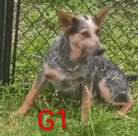 G1, a female Australian Cattle Dog for sale in Montgomery, MI – 2 of 10