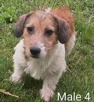 Make 4, a male Jack Russell Terrier for sale in Montgomery, MI – 3 of 9