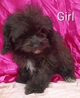Little Girl , a female Poodle - Miniature  for sale in Montgomery, MI – Photo 9 of 10
