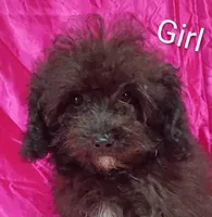 Little Girl , a female Poodle - Miniature  for sale in Montgomery, MI – Photo 2 of 10