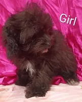 Little Girl , a female Poodle - Miniature  for sale in Montgomery, MI – Photo 4 of 10