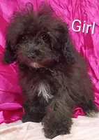 Little Girl , a female Poodle - Miniature  for sale in Montgomery, MI – Photo 10 of 10