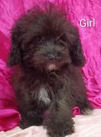 Little Girl , a female Poodle - Miniature  for sale in Montgomery, MI – Photo 5 of 10