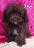 Little Girl , a female Poodle - Miniature  for sale in Montgomery, MI – Photo 3 of 10