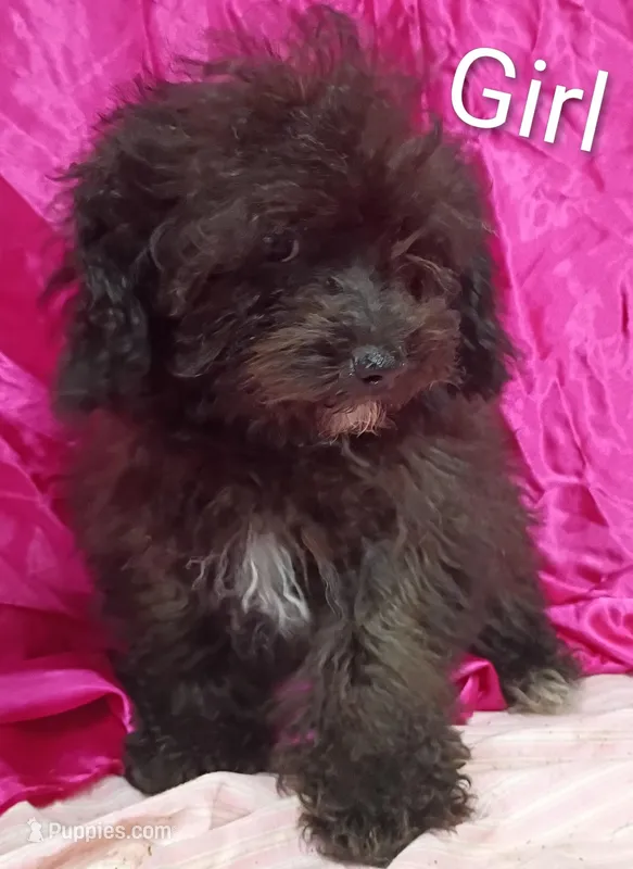 Little Girl  – Poodle - Miniature  puppy for sale in Montgomery, MI