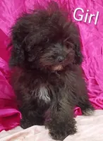 Little Girl , a female Poodle - Miniature  for sale in Montgomery, MI – Photo 1 of 10