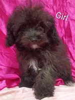 Little Girl , a female Poodle - Miniature  for sale in Montgomery, MI – Photo 7 of 10