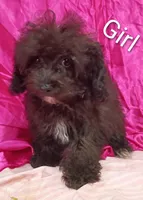 Little Girl , a female Poodle - Miniature  for sale in Montgomery, MI – Photo 6 of 10