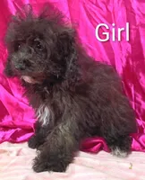 Little Girl , a female Poodle - Miniature  for sale in Montgomery, MI – Photo 8 of 10