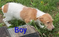 Jack male , a male Jack Russell Terrier for sale in Montgomery, MI – 8 of 8
