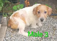 Male 3, a male Jack Russell Terrier for sale in Montgomery, MI – 5 of 10