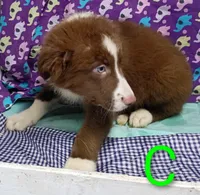 Aussie boy C BLUE EYES, a male Australian Shepherd for sale in Montgomery, MI – Photo 6 of 10